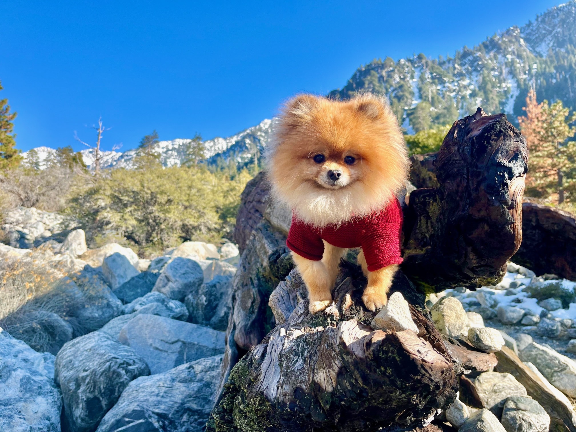 Five pound Pomeranian on a tree with snow in the mountains