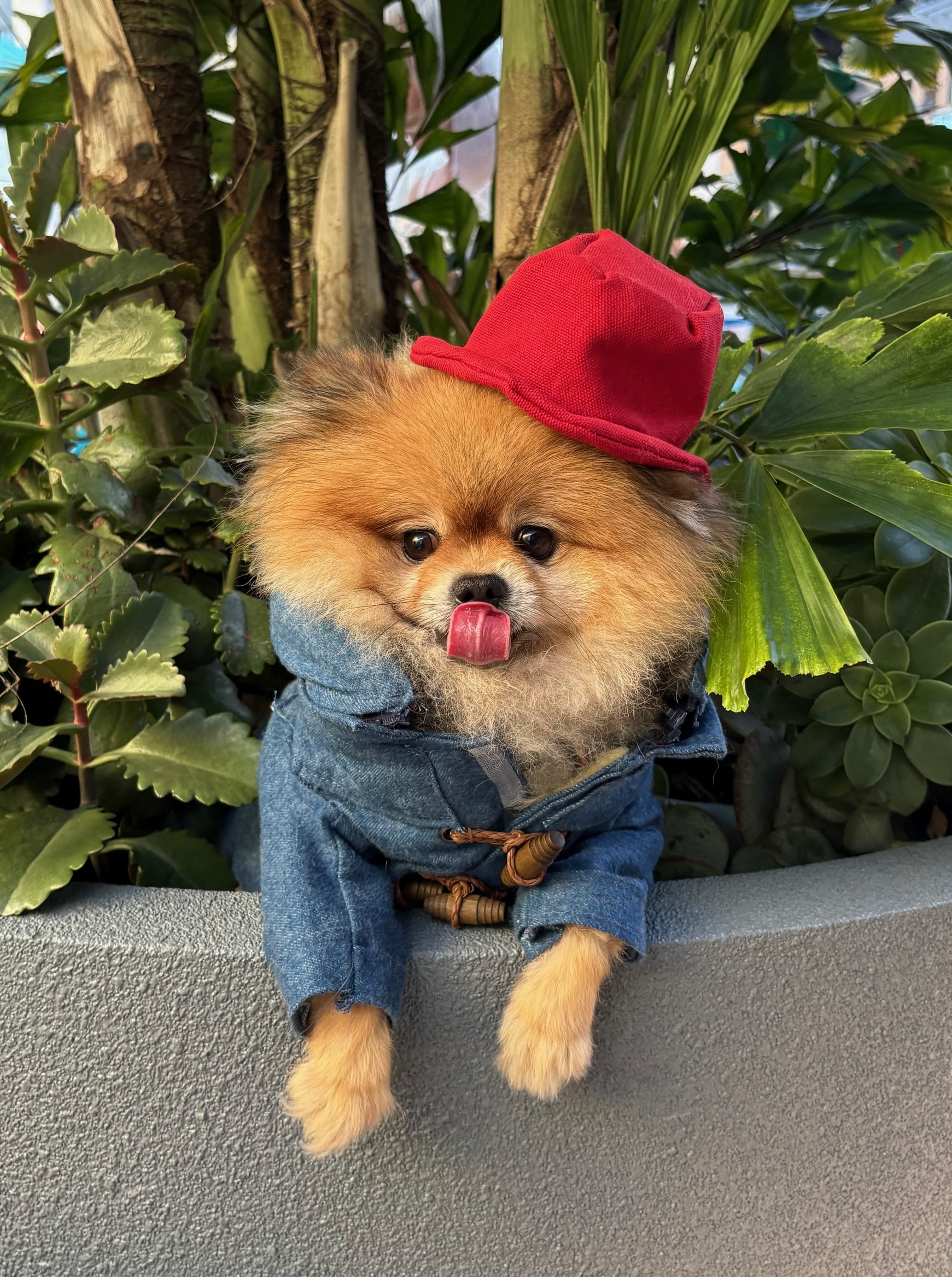 Zeko Love Canine in Paddington Bear costume