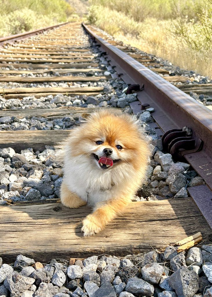 Zeko resting on a decommissioned railroad track.