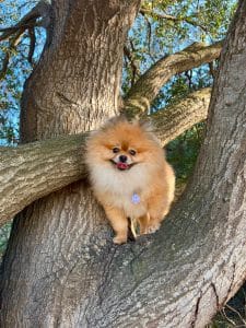 Zeko perched in the split of an Oak Tree with a very happy face.