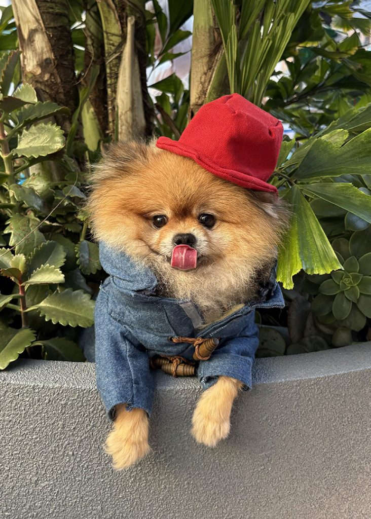 Zeko in a Paddington bear costume.