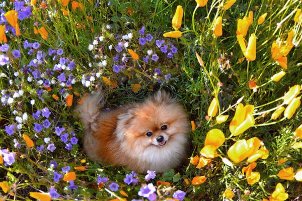 Pom Puppy in a super bloom of poppies.