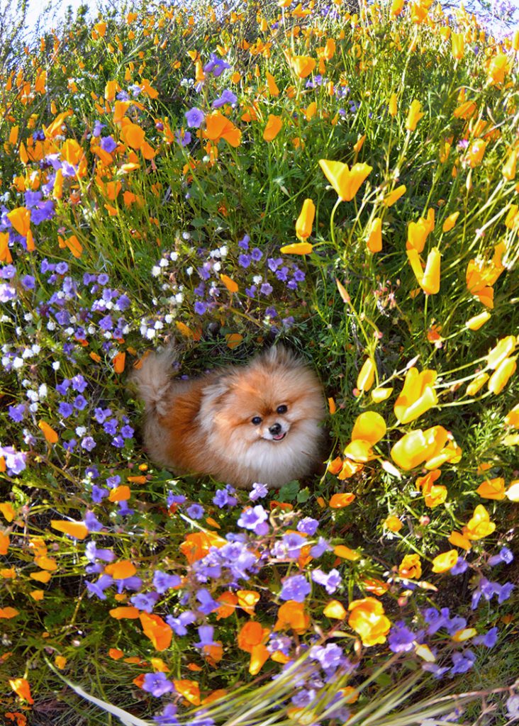 Pom Puppy in a super bloom of poppies.