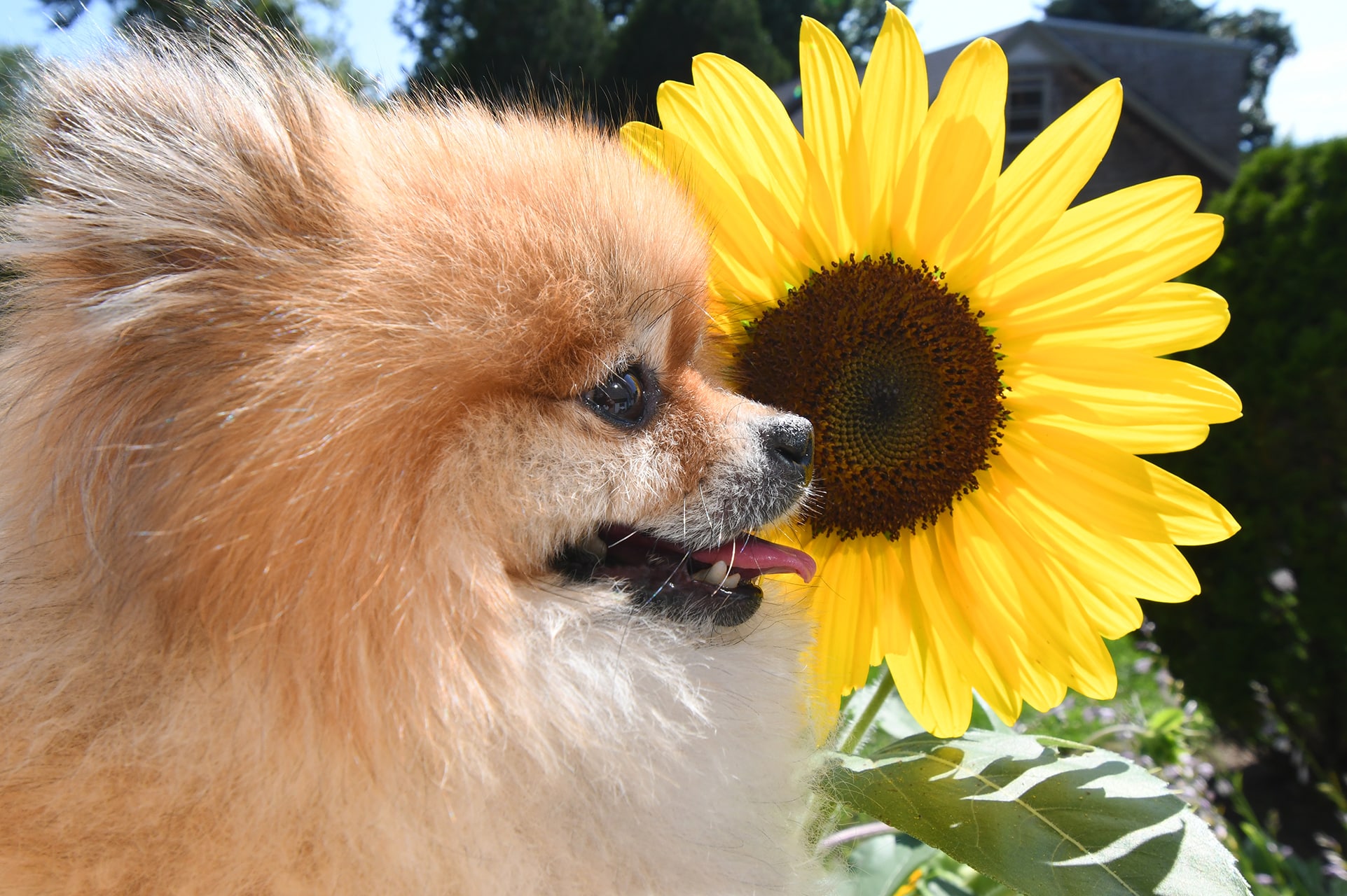 Zeko Pomeranian profile headshot with huge sunflower