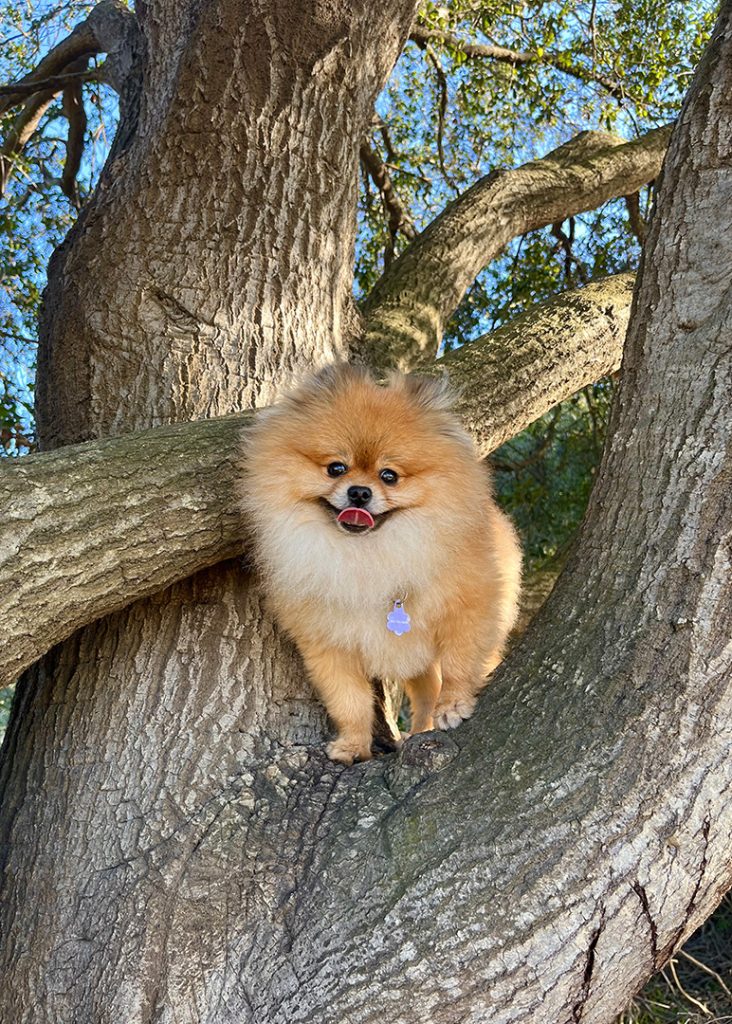 Happy pom perched in the division of large oak tree.