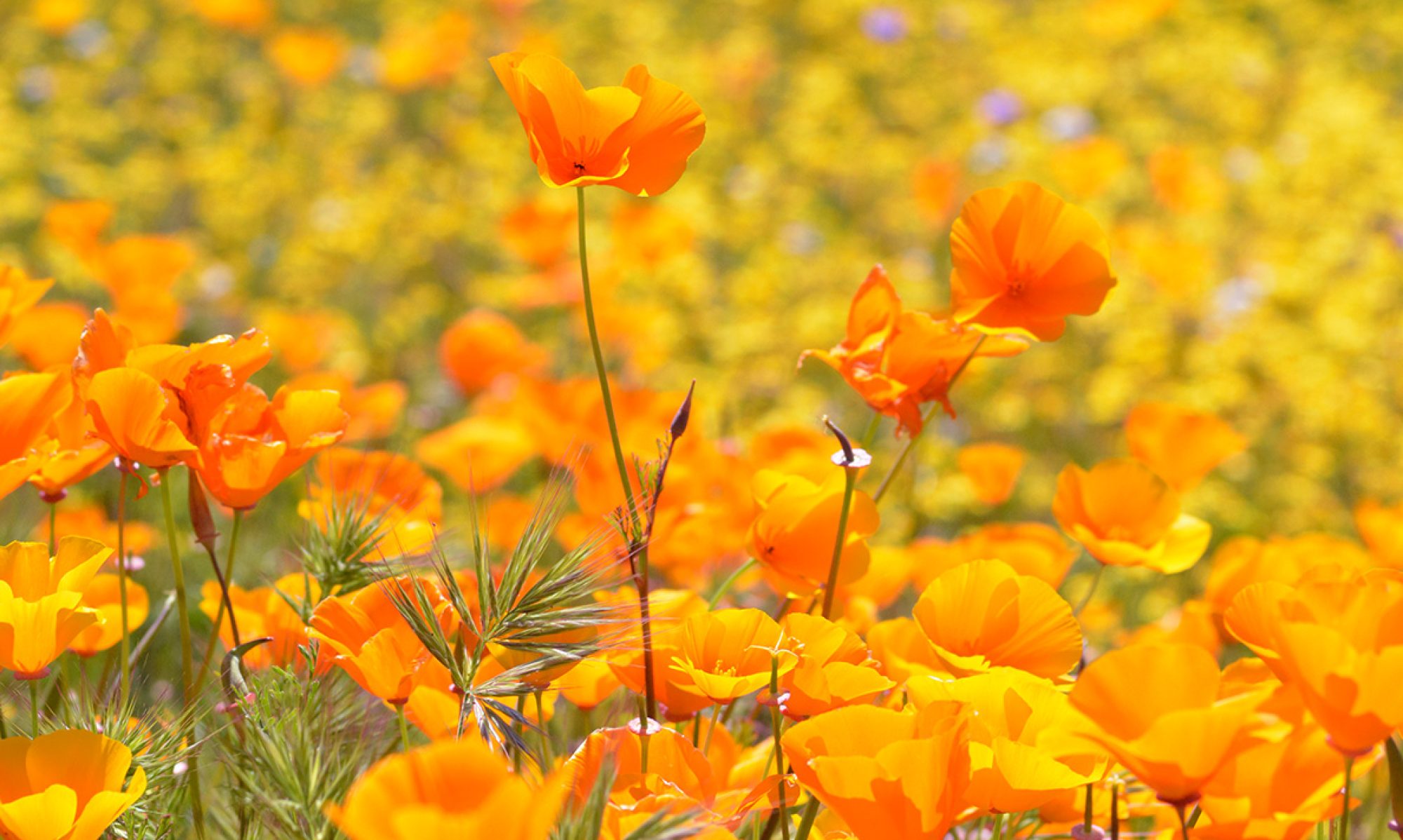 Poppies Super Bloom